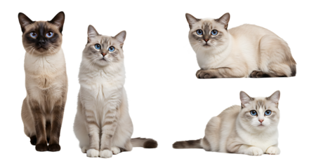 Four Cats Posing on White Background Different Positions