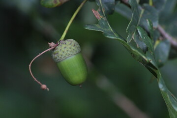Acorn, common oak of Quercus robur. Green acorns on a green background. Green acorns on a tree....