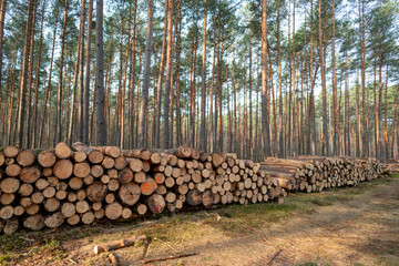 Surowiec drzewny uożony w stosy w lesoe