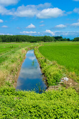 Un canale attraversa la risaia lungo la Via Francigena dopo Vercelli