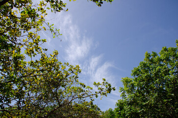 Beautiful natural landscapes with river and dense vegetation of coastal Atlantic Forest of Vila do Baixio. North Coast, Coconut Coast, Bahia - Brazil