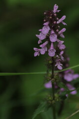 Close up of Marsh Woundwort (Stachys palustris) growing on a wet meadow

