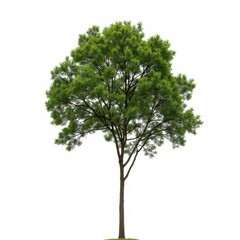 Obraz premium isolated tree on white background