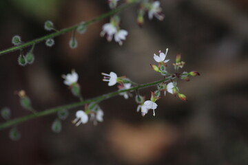 White macro detail of tiny plants 