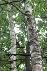 Birch tree trunk in nature. Birch bark abstract background. Nature birch background. Birch tree
