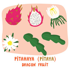 Fototapeta premium Pitahaya fruit, blossoms, leaves set. Red pitaya with white fresh. Vector cartoon elements on pink backdrop. Botanical designs with handwritten. Edible cactus, dragon fruit, exotic plants. 