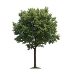 isolated tree on white background