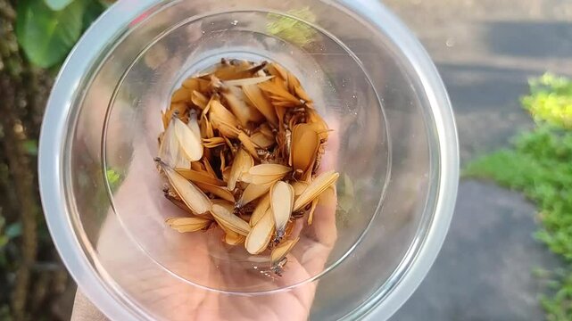 Hand holding a clear plastic cup containing &lsquo;Laron&rsquo;. In Indonesia, they are usually called &lsquo;Laron&rsquo;. Larons are small insects belonging to the termite family, often appearing during the rainy season