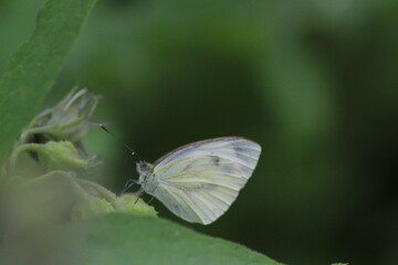 Butterfly, Cabbage White, Pieris rapae, sitting on a green leaf. Female European Large Cabbage White butterfly Pieris brassicae 
