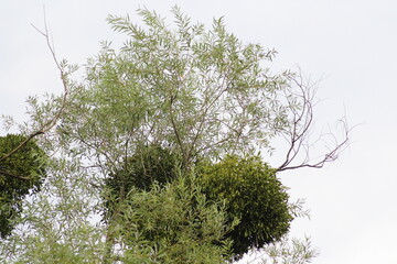 Common mistletoe -viscum album- on tree branch. The parasite of trees is mistletoe. 
