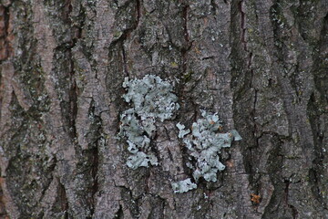 Lichen on a tree. Parmelia sulcata is a foliose lichen in family Parmeliaceae. The most common lichens, harbours a unicellular Trebouxia green algal symbiont. 
