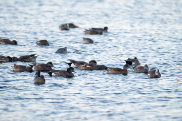 American wigeon flock in marsh