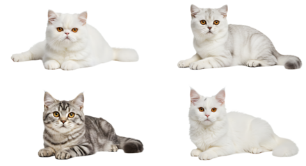 Lying Cats Different Breeds Isolated on White Background