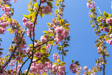 Pink cherry blossoms on blue sky background. Sakura. Blooming cherry tree at spring