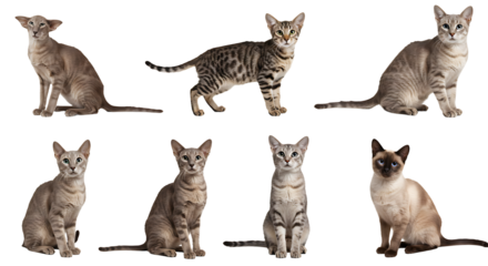 Diverse Group of Cats Posing Against White Background