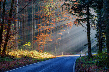 Landstraße im herbstlichen Wald - 1