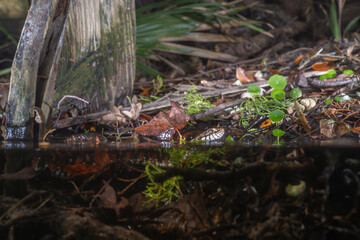 Red Florida banded watersnake in the water