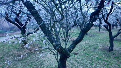 Obraz premium Almond blossoms on a twig. Flowering almond trees in an orchard. Flowering trees at twilight, sunset. Close-up