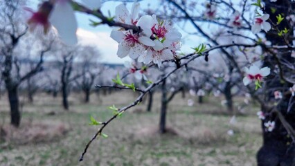 A view of an almond orchard in bloom. Almond tree orchard in flower in spring. White almond blossoms on a twig at sunset. The concept of farming and orcharding. Close-up
