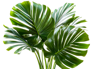 Green palm leaves isolated on white background, close up view. Tropical foliage banner with copy space for text and design with Isolated white background, PNG.