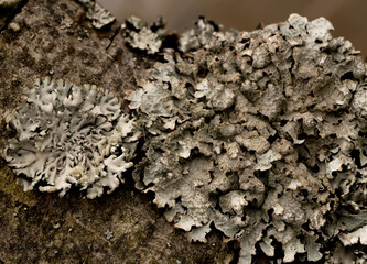 Close-up of lichens growing on tree bark, showing detailed texture and natural grayish-green patterns. Macro view highlights the intricate structure of symbiotic organisms.