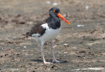 American Oystercatcher on Florida beach
