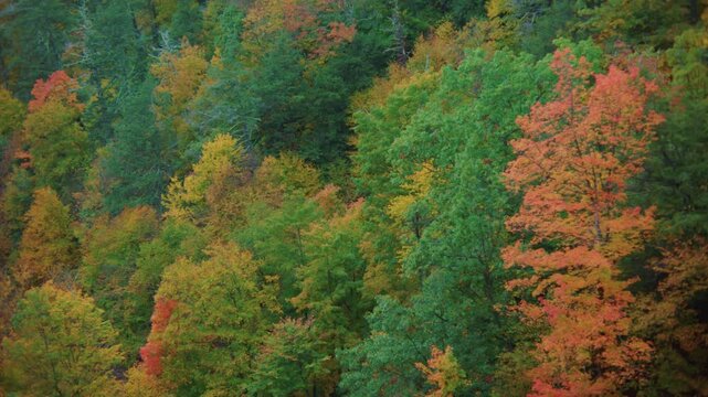 This footage captures the amazing colors of the autumn forest in the Catskill Mountains, New York, highlighting the vibrant fall foliage of trees in their full seasonal splendor.