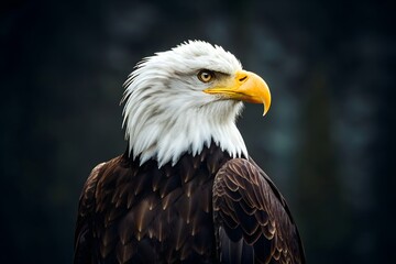Obraz premium Majestic Bald Eagle Portrait Captivating American Symbol Featuring Sharp Gaze And Detailed Feathers Against A Dark Background, bald eagle, eagle, bird of prey, american eagle, wildlife, nature
