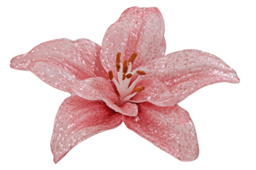 Stunning pink lily flower with shimmering petals and vibrant details.
