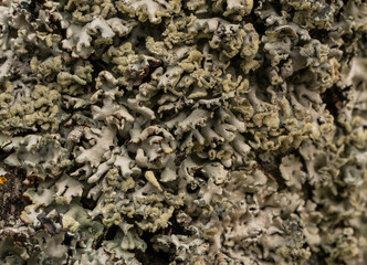 Macro photograph of dense lichen colonies growing on tree bark. The image captures detailed texture, natural patterns, and the complex structure of these symbiotic organisms