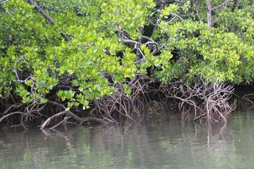 Mangroves grow on the coastal land by brackish water