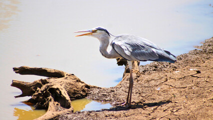 Grey heron at waterhole 