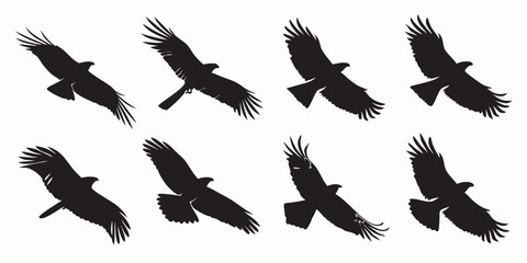 Obraz premium Black and White Eagle Silhouette Bird Flight Sequence Vector Art