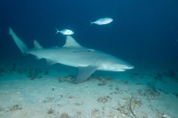Naklejka premium Lemon shark on ocean floor