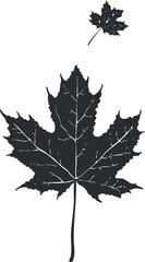 Fototapeta premium A detailed silhouette of a large maple leaf with a smaller leaf above it.