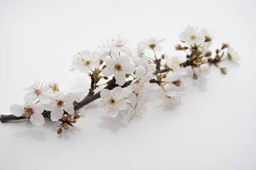 Flowering branch from a tree