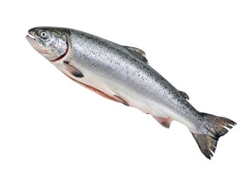 Fresh whole salmon isolated for healthy eating and cooking isolated on white background