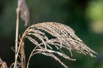 Close up of Chinese silver grass (miscanthus sinensis)