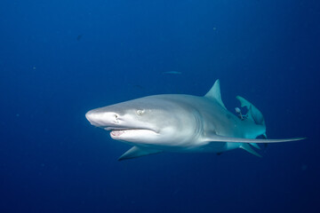 Lemon shark in the open ocean