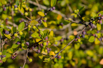 Wild plants with small berries. Background plant with wild berries.