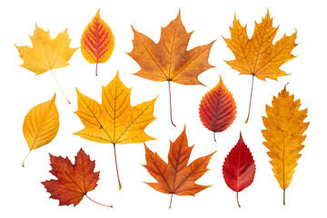Fototapeta premium Colorful autumn leaves collection on transparent background