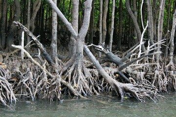Mangroves grow on the coastal land by brackish water