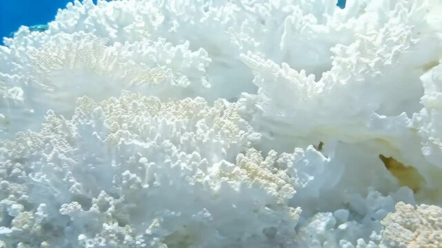 White coral formations underwater, showcasing intricate textures and patterns. The coral appears healthy and vibrant against a blue ocean backdrop. Mineral pattern texture macro background.