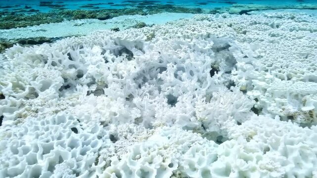 Bleached White Coral reefs, showcasing a variety of white coral structures on the ocean floor. The image highlights the impact of coral bleaching, with intricate patterns and textures. 