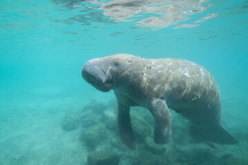Manatee swimming at surface of spring