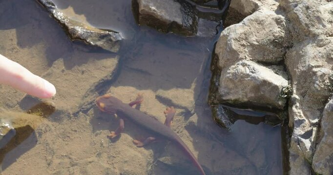 Putting finger in water with a still salamander