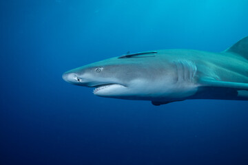 Obraz premium Lemon shark in the open ocean