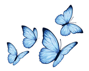 blue butterfly watercolor hand drawn design vector