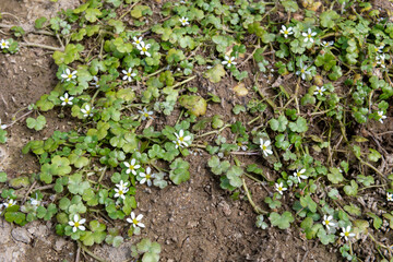 Close up of ivy leaved crowfoot (ranunculus hederaceus) flowers