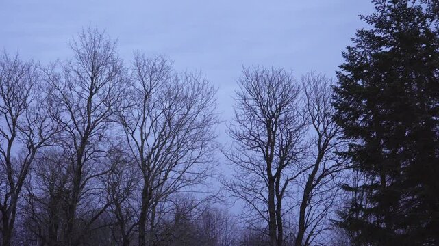 Leafless branches of tall trees twist and sway in blustery winds beneath a cloudy, overcast sky in the evening. The dynamic scene captures nature's raw power and the starkness of the season.